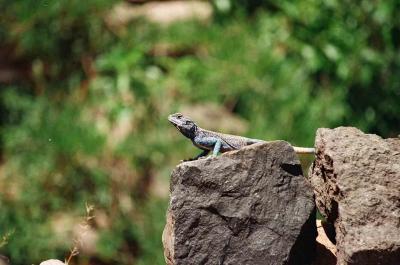We saw a few of these lizards: bright blue, almost flourescent, with orange tails