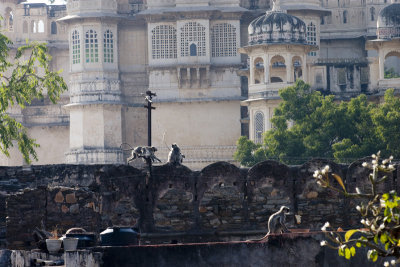 Monkeys frolicking by the palace.