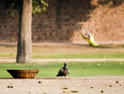 Pigeon and parrot.