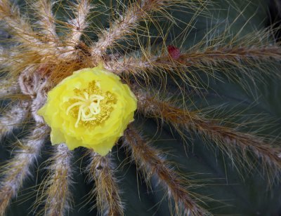 Flower cacuts7web.jpg