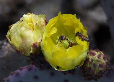 Bee cactus1web.jpg