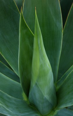 Agave3web.jpg