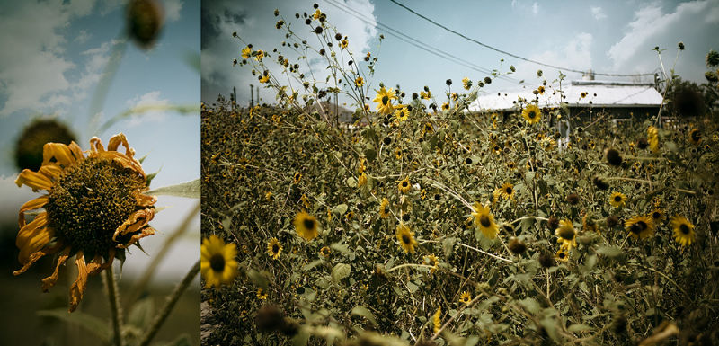 Sunflowerspanel.jpg