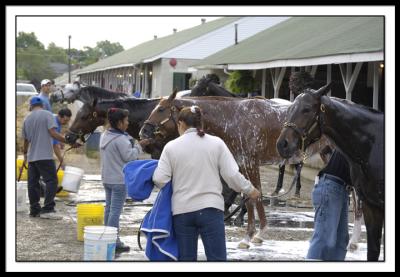 D-SC0151 - bathtime - derby morn.jpg