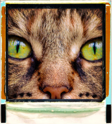 B-kitty.jpg