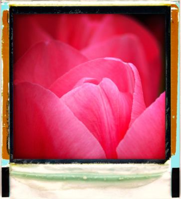 B-tulip.jpg