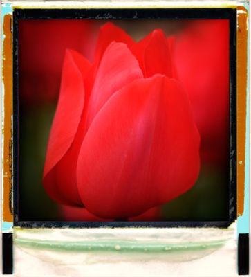 B-tulip2.jpg