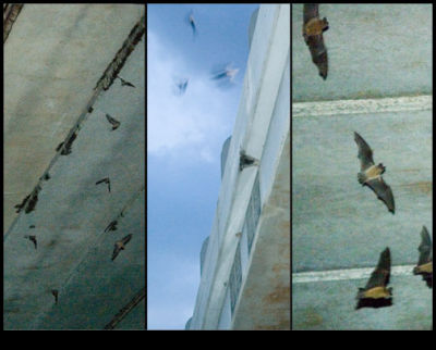 Waugh Bats-2.jpg