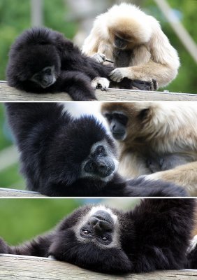 monkeys-2.jpg