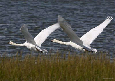 CRW_2590.jpg