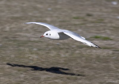 CRW_2593.jpg