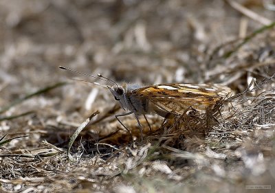 CRW_2638-1.jpg
