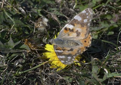CRW_2642.jpg