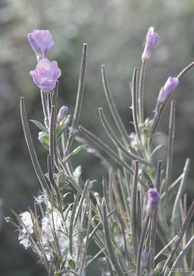 CRW_2009-1.jpg