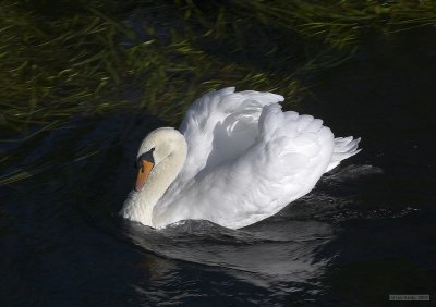CRW_2089.jpg