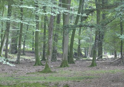 CRW_2241.jpg