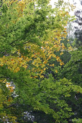 CRW_2290.jpg