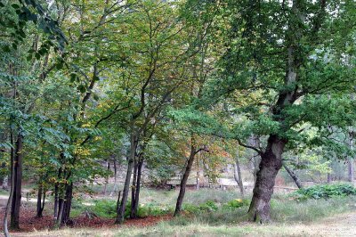 CRW_2306.jpg