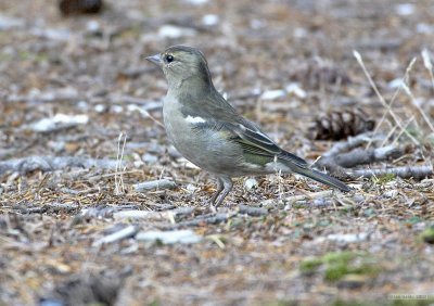 CRW_2330-1.jpg