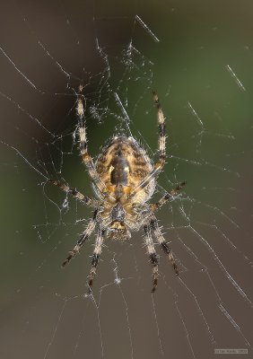 CRW_2382.jpg