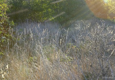 CRW_2787.jpg