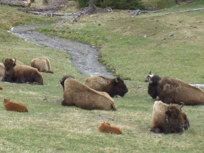 Buffalo Herd with Babies