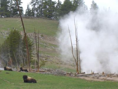 Buffalo Resting by Steam Vent