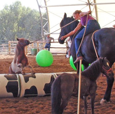 The Parelli circus