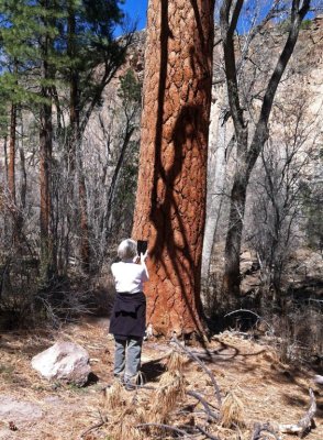 BigTree.jpg