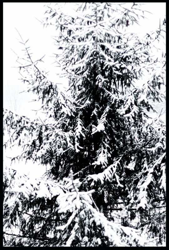 IMG_4279 Tree
