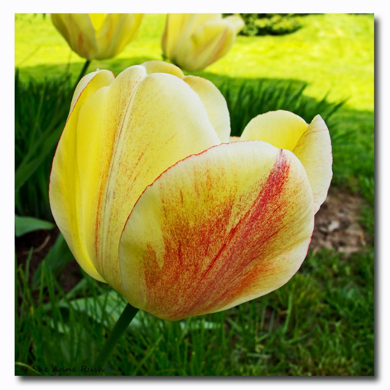 CR2_0582 Tulips ...