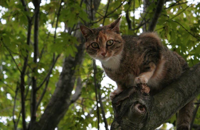 IMG_6826 In the tree *