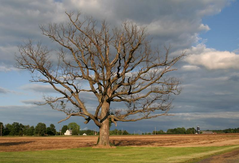 Lone tree