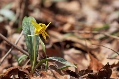 IMG_1351 Little yellow trout lily ...