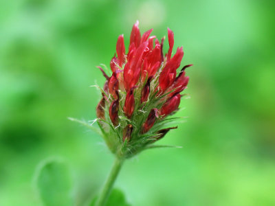 IMG_3239  Tiny red