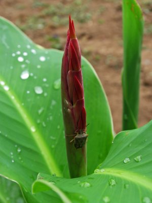 IMG_3341 Bug on Cannas bud