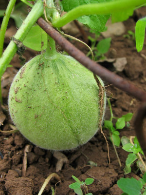 IMG_3343 First Cantaloupe is growing