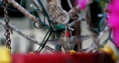 IMG_4628 Busy Hummingbird