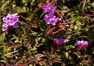 IMG_4792 Butterfly Reagan Library **