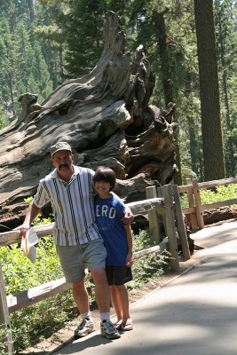 IMG_5109 Sequoia