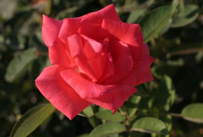 IMG_5163 Red rose from Yosemite