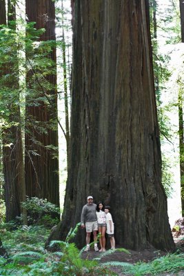 IMG_5339 The Redwoods