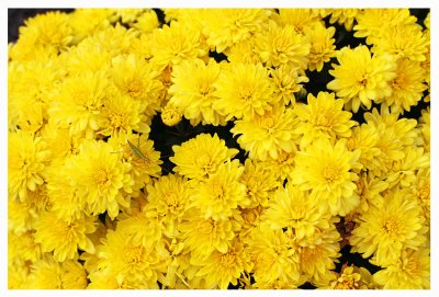 IMG_3423 Mums ...