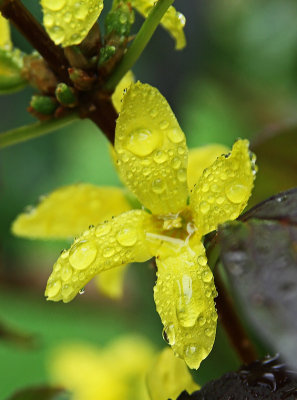 IMG_3430 Forsythia