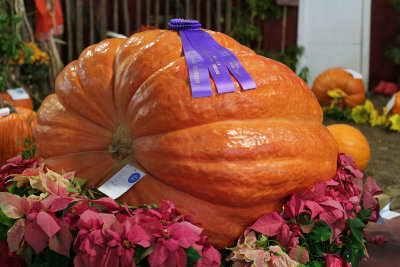 IMG_6621  Prized Pumpkin