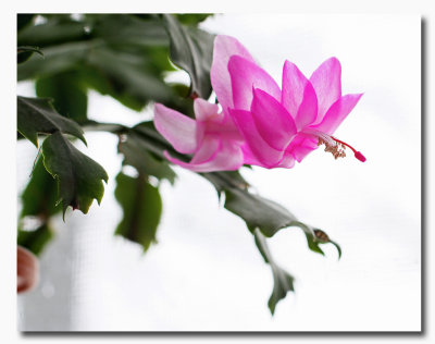 IMG_4234 Pink
