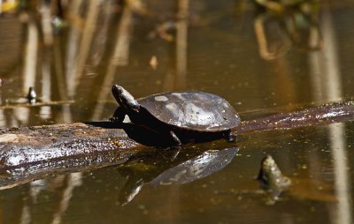 CR2_4495 Turtle 