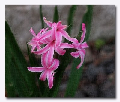 IMG_4574 Simply pink