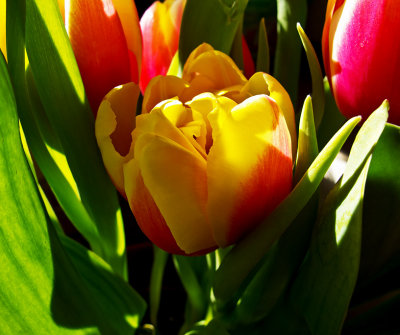 CR2_0554 Tulip