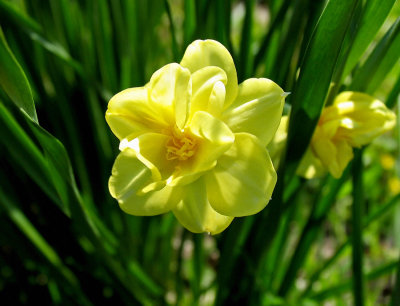 IMG_3899 Little daffys